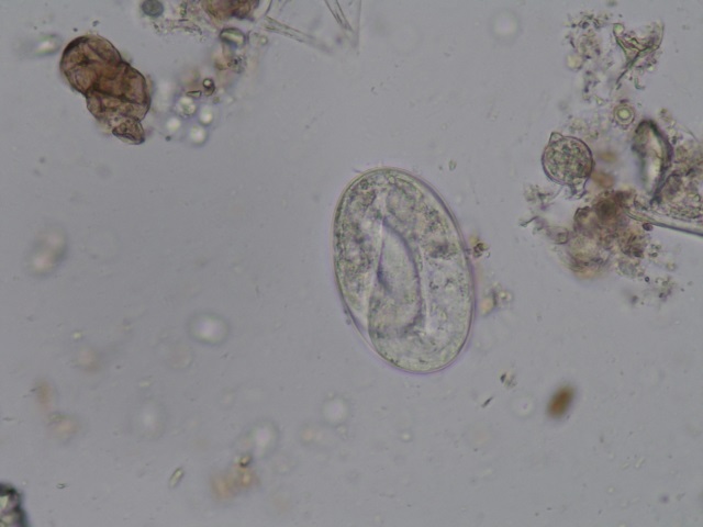 Huevo Strongyloides sp